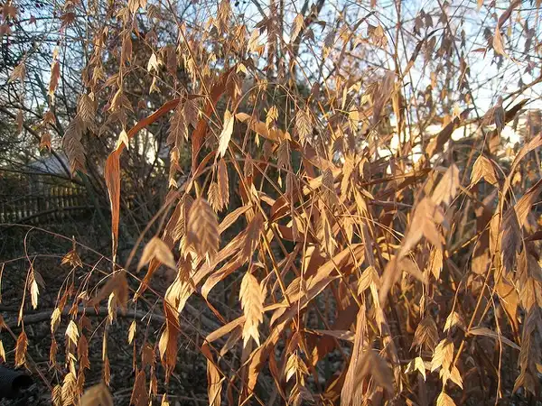 Foto de Chasmanthium latifolium - Chasmanthium latifolium plant in winter:Anne McCormack