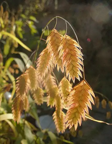Foto de Chasmanthium latifolium - Chasmanthium latifolium fall seed head:Klasse im Garten