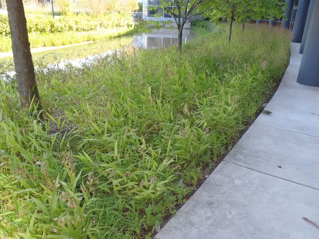 Foto de Chasmanthium latifolium - Chasmanthium latifolium Form:Jim Robbins