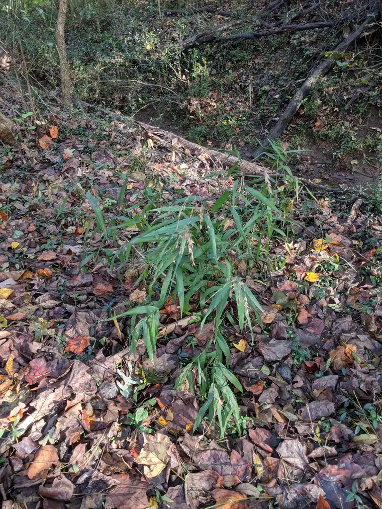 Foto de Chasmanthium latifolium - Form (Cabarrus County,NC):Hope Duckworth