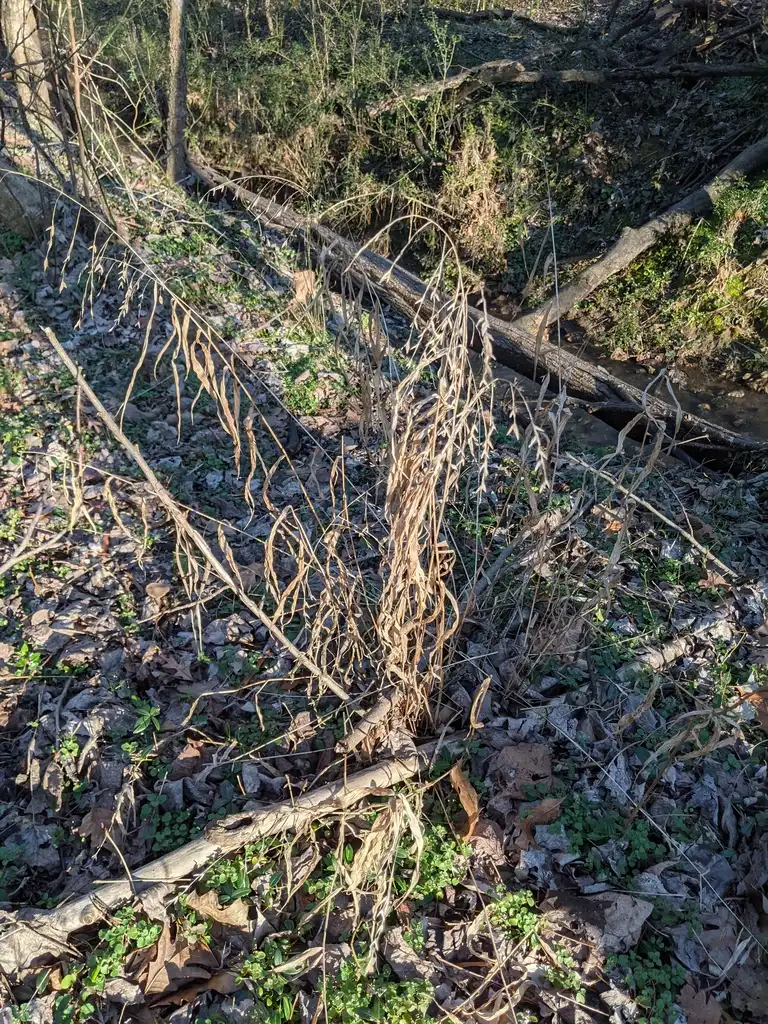 Foto de Chasmanthium latifolium - Form (Cabarrus County,NC)-Late Winter:Hope Duckworth