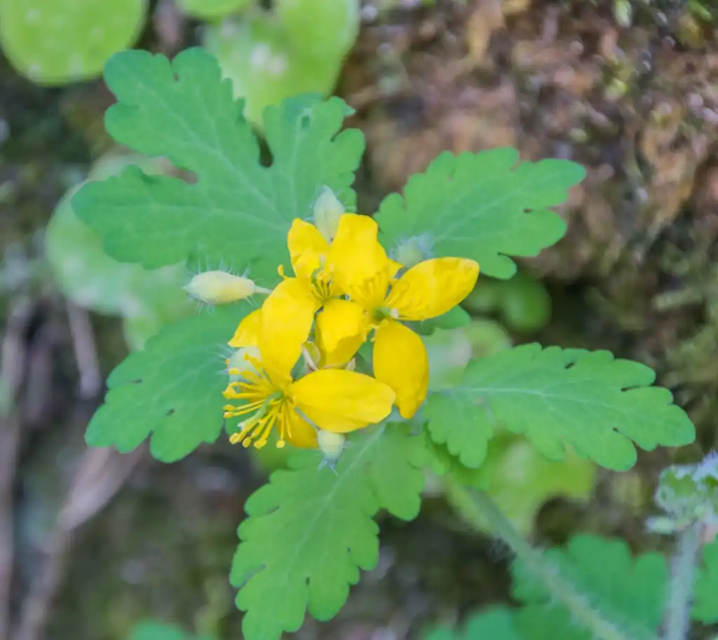 Фото Chelidonium majus (Chelidonium majuss)