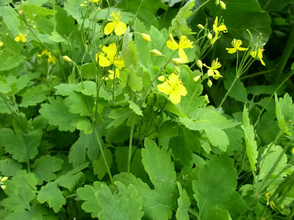Фото Chelidonium majus (Chelidonium majuss)