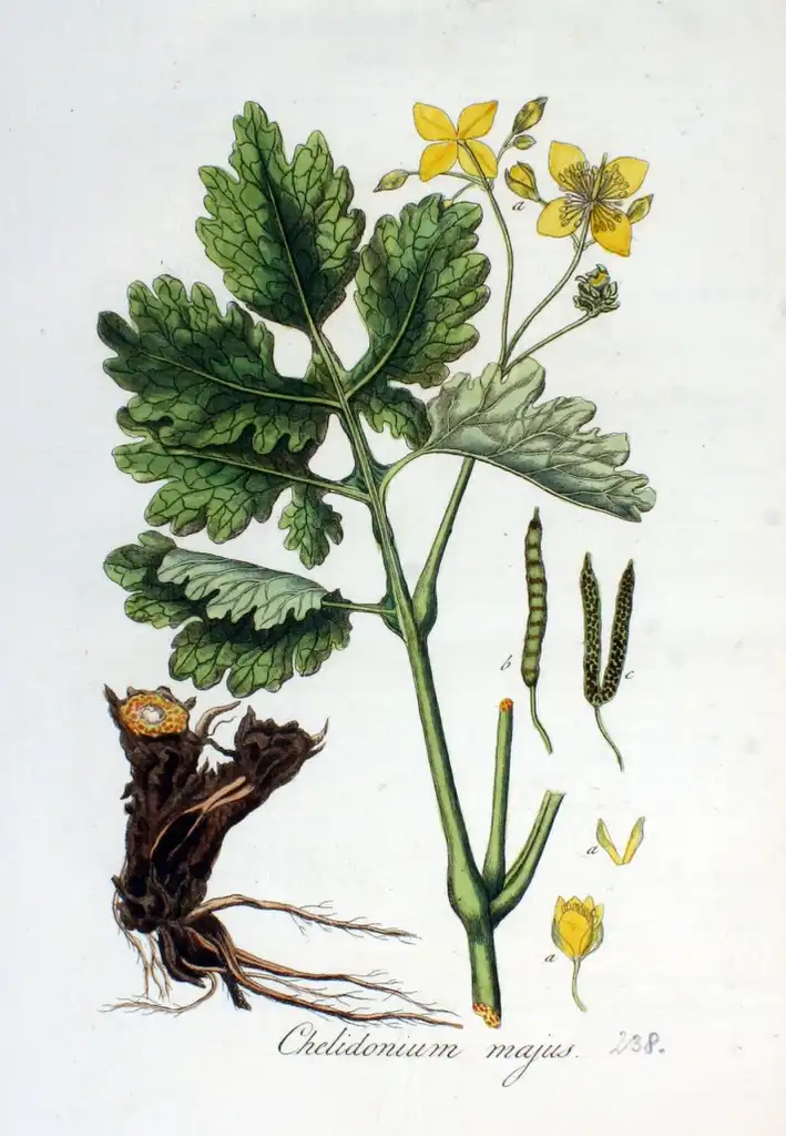 Фото Chelidonium majus - leaves and flowers:Christiaan Sepp