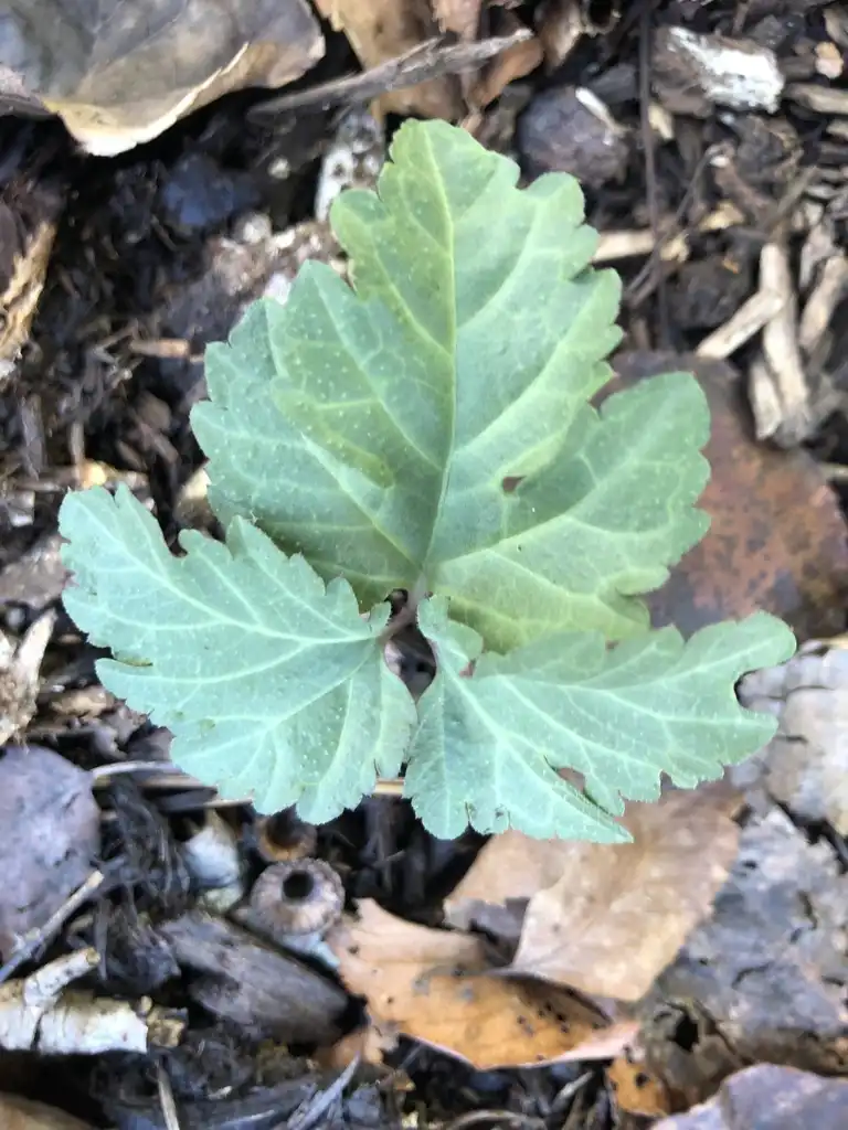 Фото Chelidonium majus - Leaves Close-Up (Wake County,NC):Cathy Dewitt