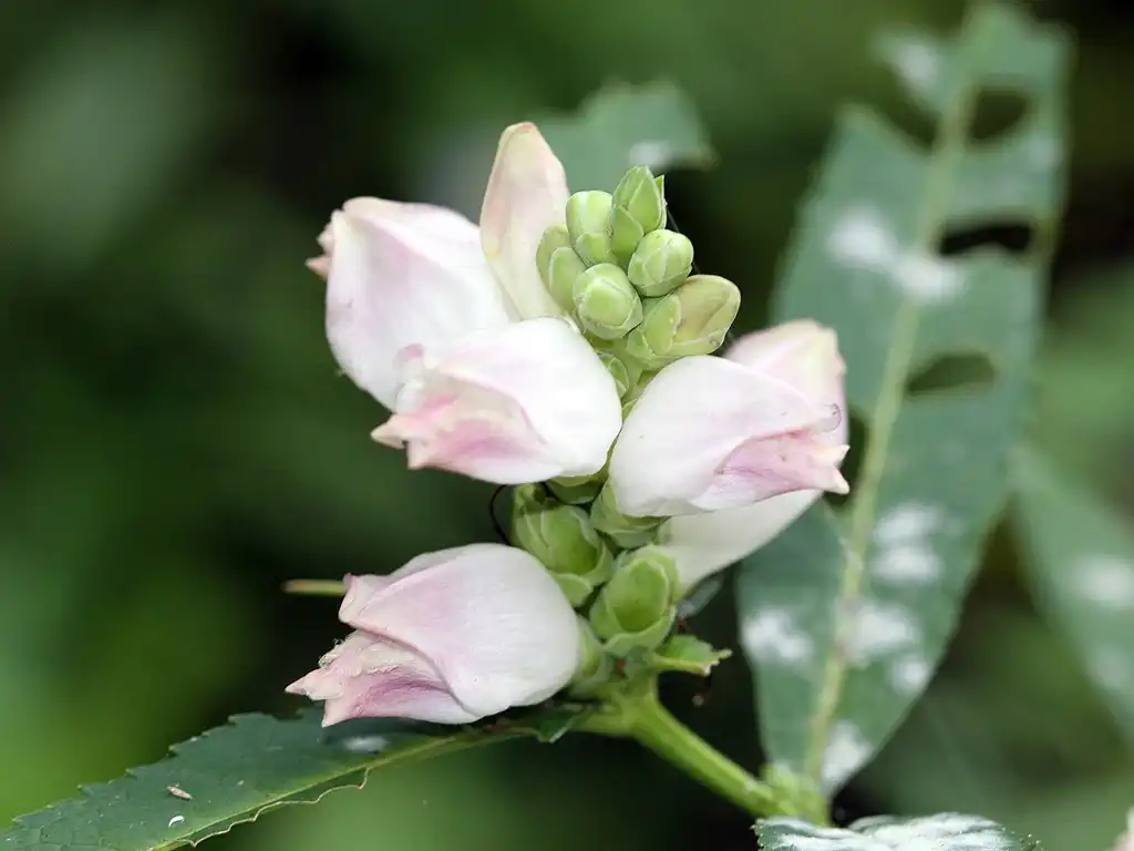 Фото Chelone glabra (Chelone glabras)