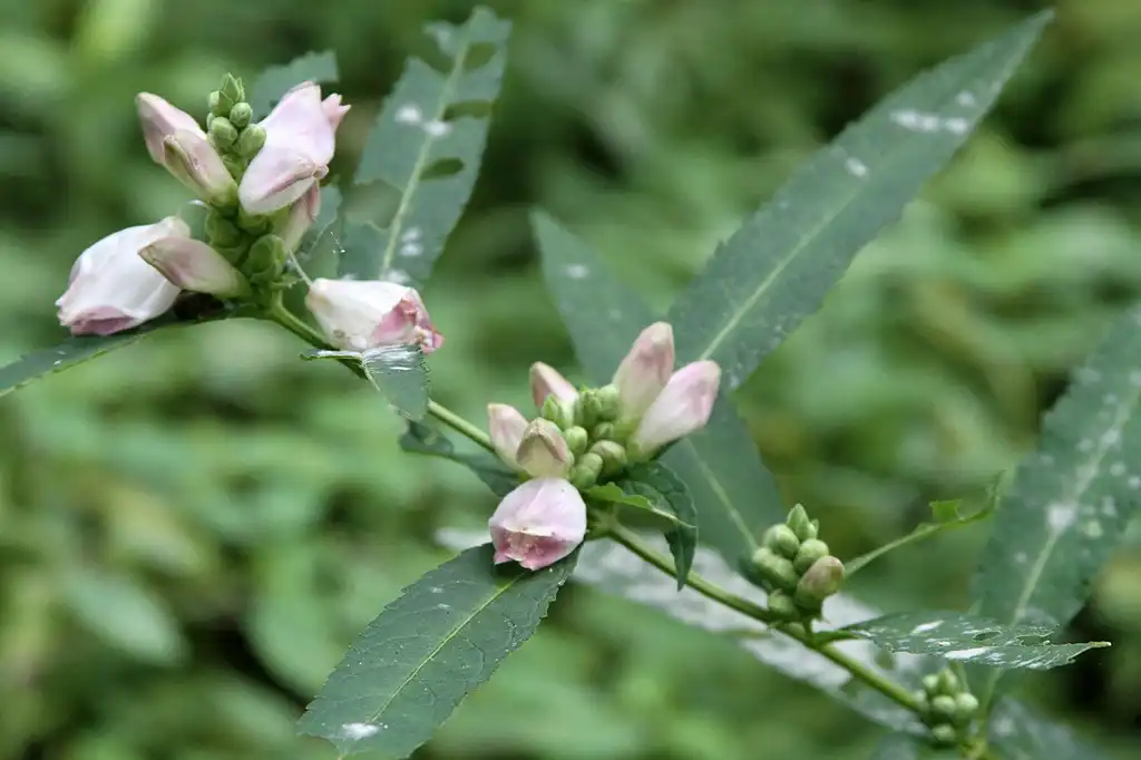 Фото Chelone glabra (Chelone glabras)