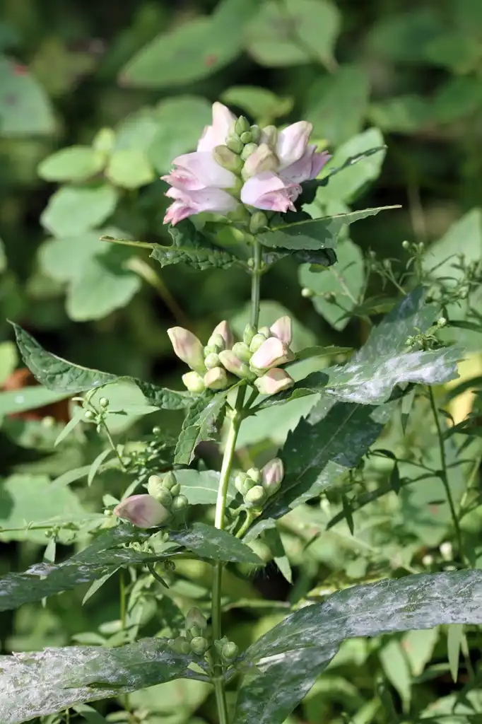 Фото Chelone glabra - Whole plant:R.A Nonenmacher