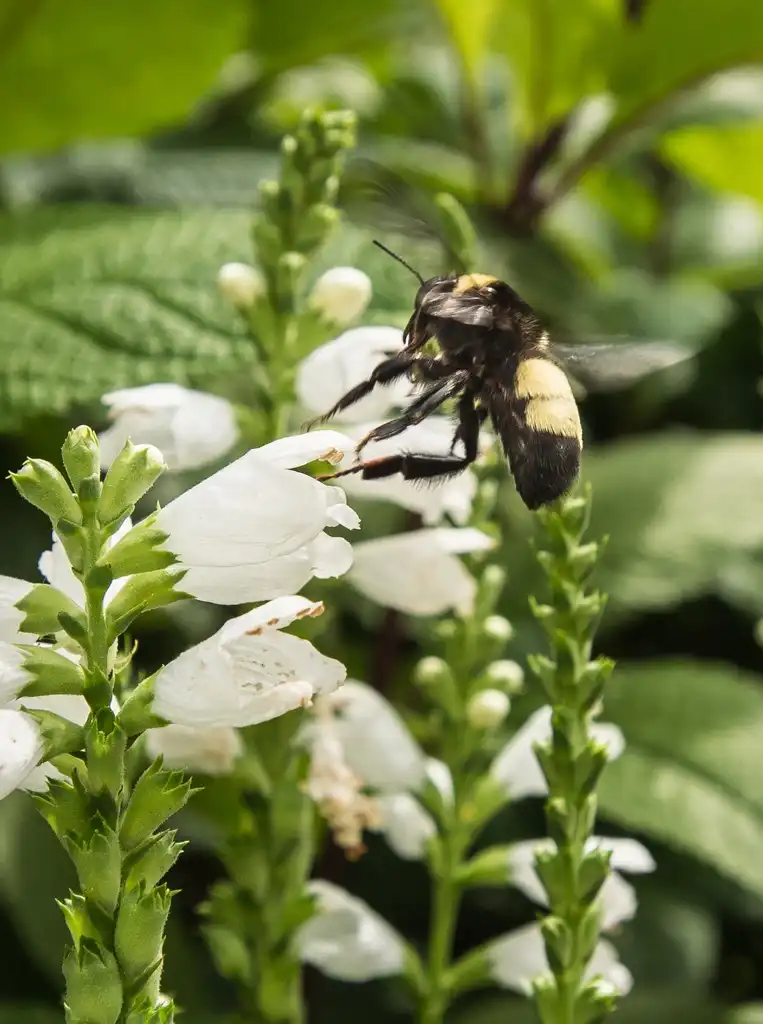 Фото Chelone glabra - Bee on Flower:U.S. Dept. of Agriculture
