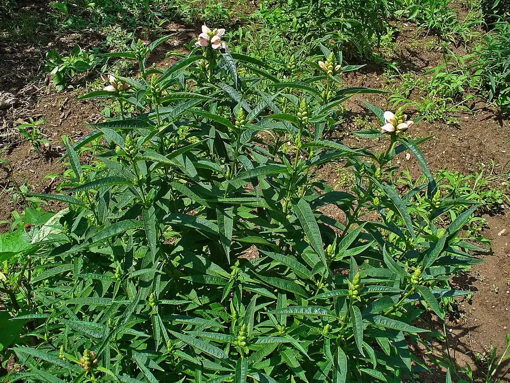 Фото Chelone glabra - growth habit:H. Zell