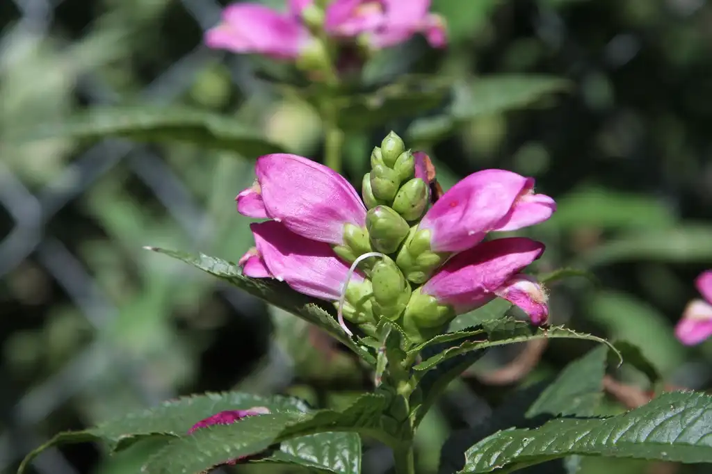 Фото Chelone lyonii (Chelone lyoniis)