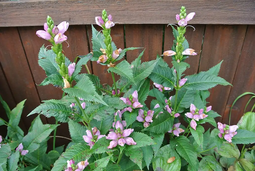 Фото Chelone lyonii (Chelone lyoniis)