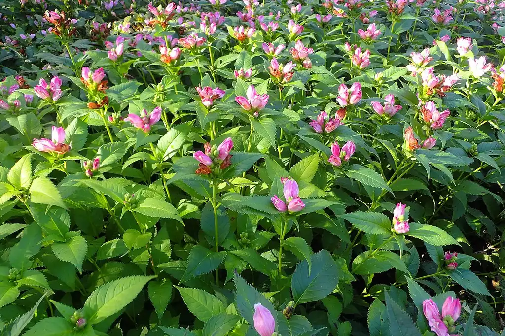 Фото Chelone lyonii - growth habit:Krzysztof Ziarnek