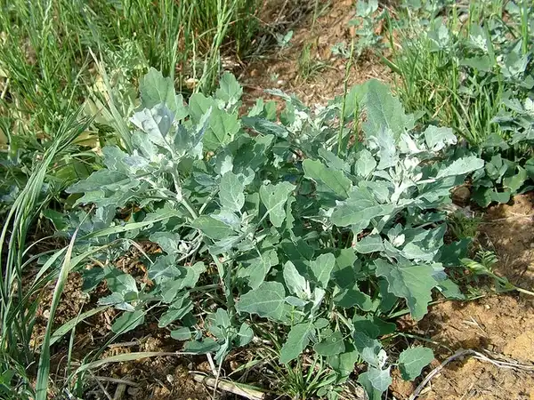 Фото Chenopodium album (Chenopodium albums)