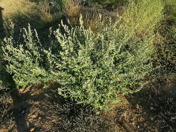 Фото Chenopodium album (Chenopodium albums)