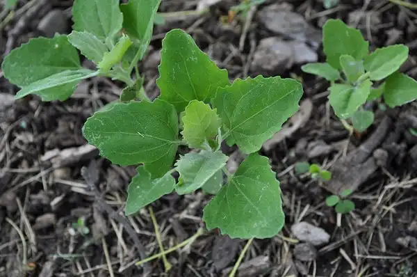 Фото Chenopodium album - Seedlings:NY State IPM Program