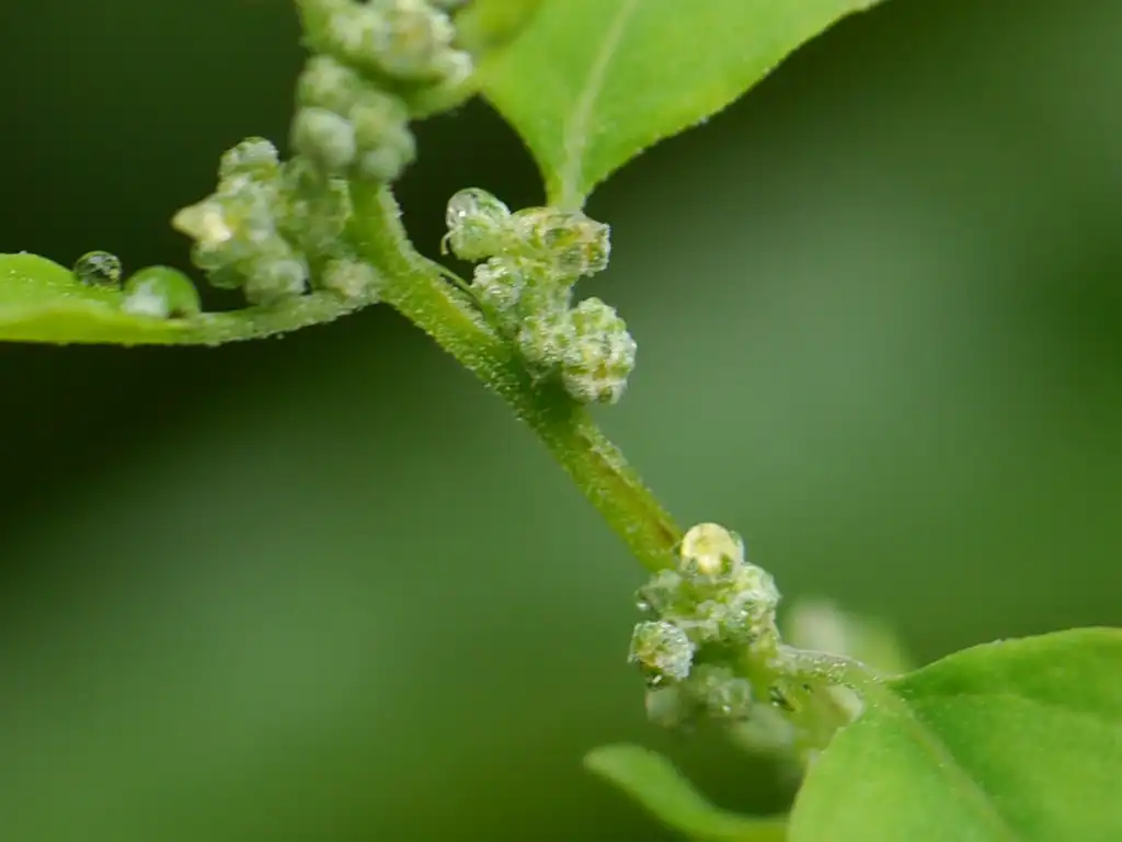 Фото Chenopodium album - leaves and flowers:Dinesh Valke