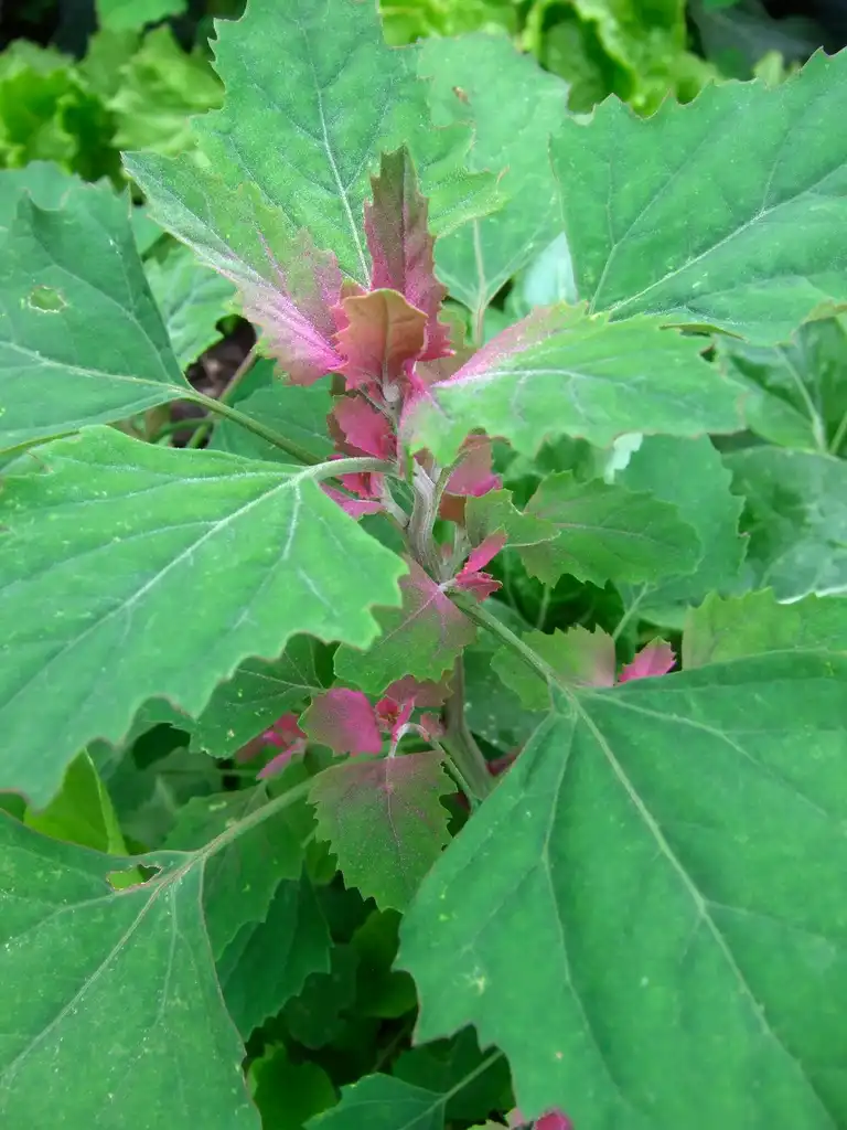 Фото Chenopodium album - Green leaves with pink tints:Wendell Smith