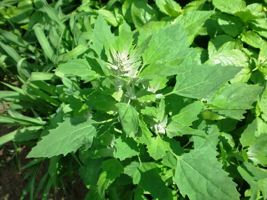 Фото Chenopodium album - leaves:Hugo arg