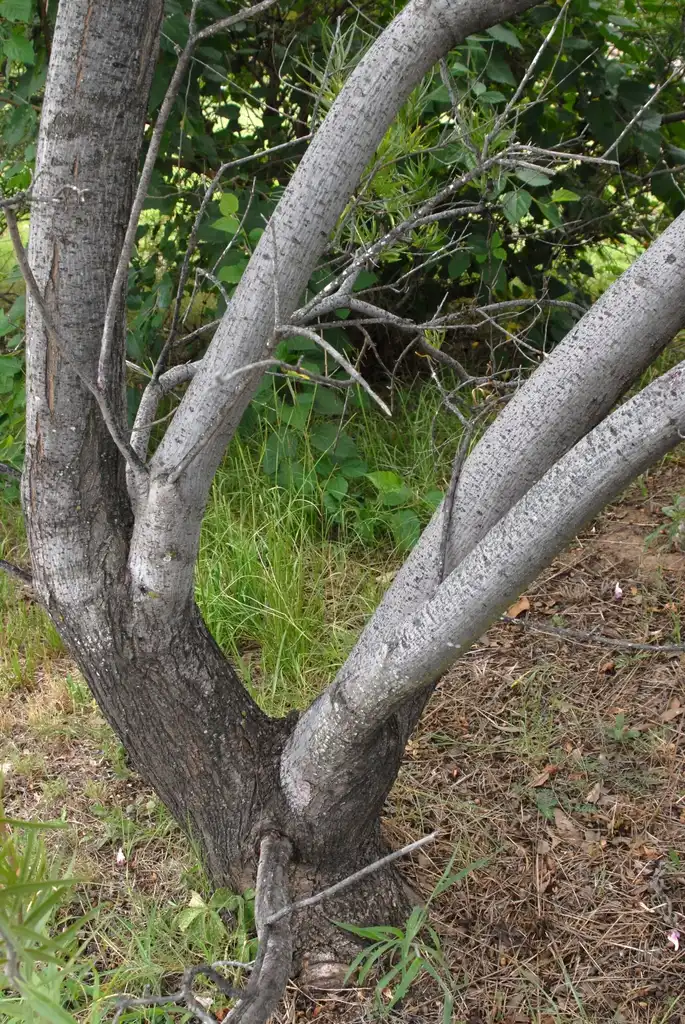 Foto de Chilopsis linearis (Chilopsis lineariss)