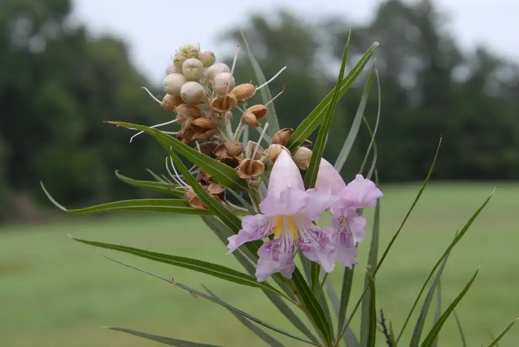 Foto de Chilopsis linearis - Flower and Leaves:Jim Robbins