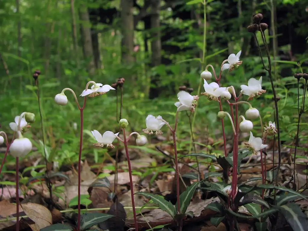 Foto de Chimaphila maculata (Chimaphila maculatas)