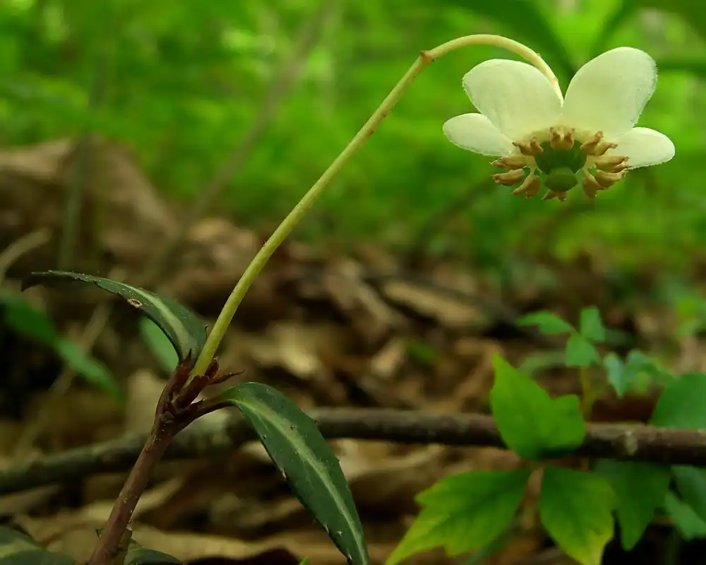 Foto de Chimaphila maculata (Chimaphila maculatas)