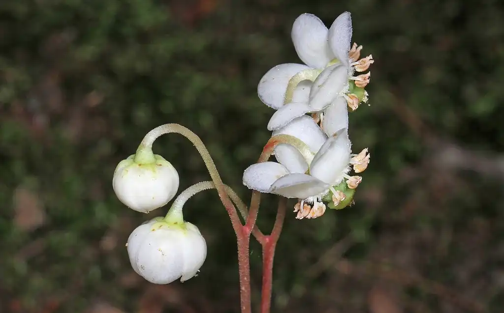 Foto de Chimaphila maculata - Flower:Judy Gallagher