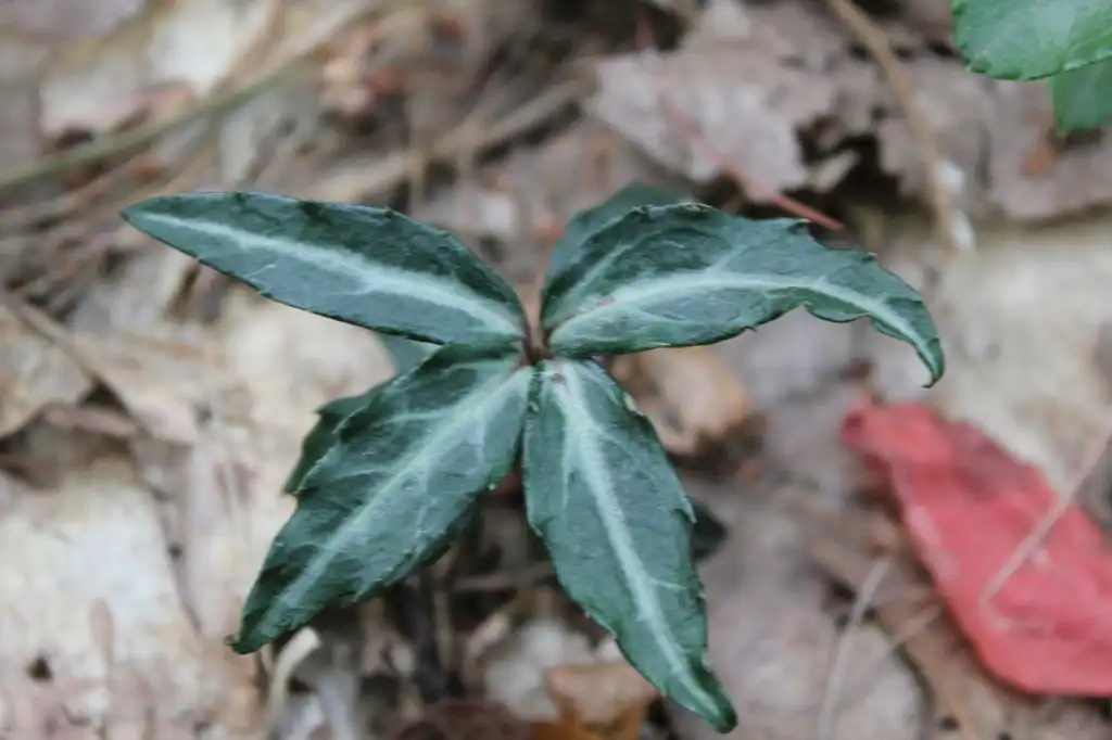Foto de Chimaphila maculata - Leaf Blade:Calin Darabus