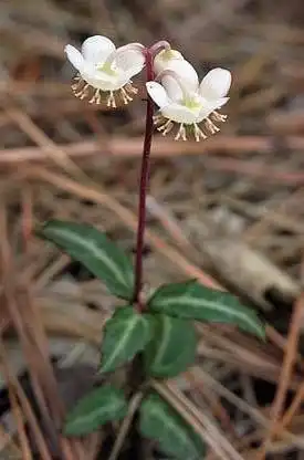 Foto de Chimaphila maculata - Flower Form (Warren County,NC):Cathy Dewitt