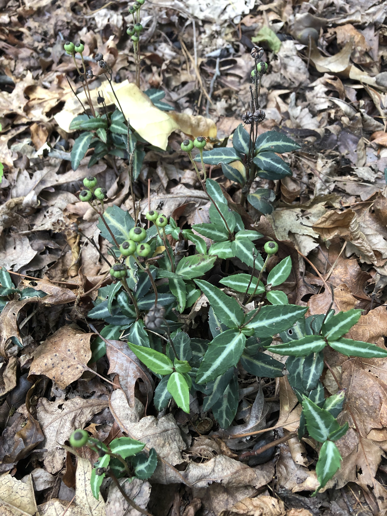 Foto de Chimaphila maculata - Full Form (Durham County,NC)-Mid Summer:Andrea Laine