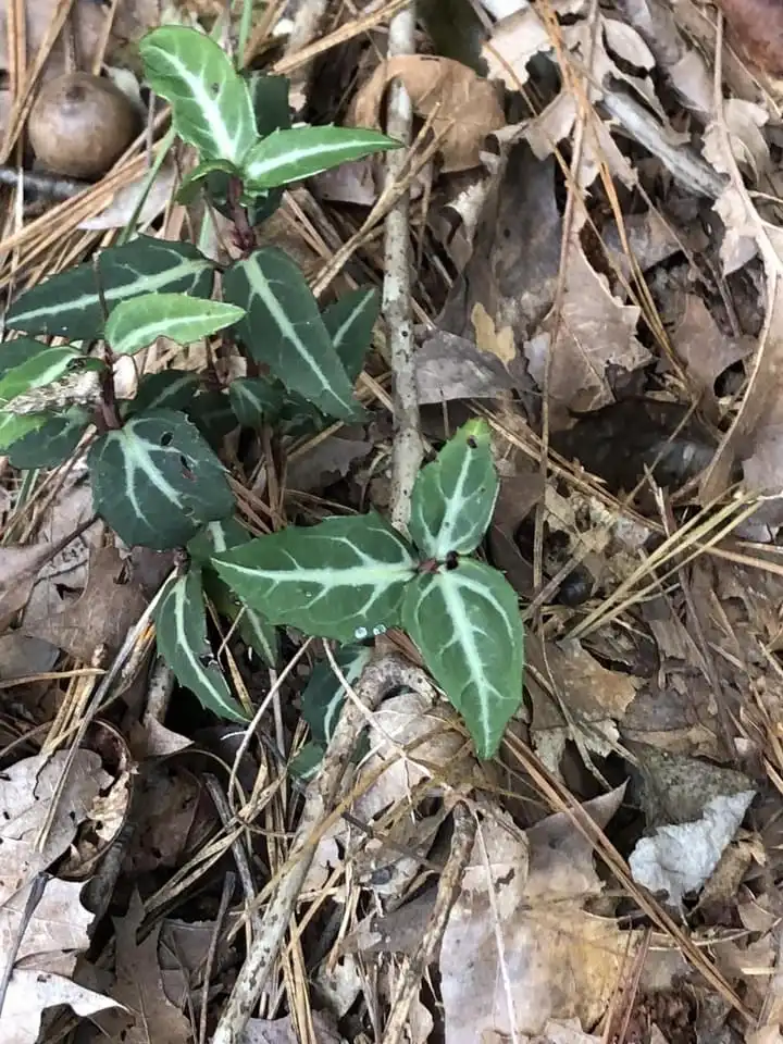 Foto de Chimaphila maculata - Form (Halifax County,NC):Cathy Dewitt