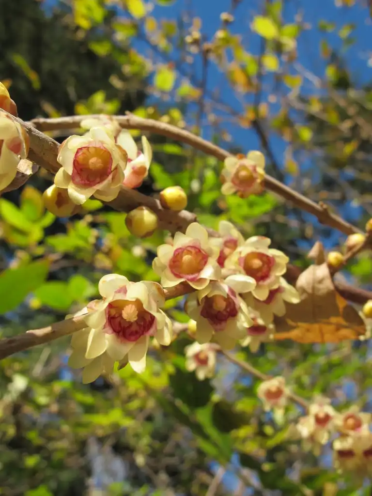 Фото Chimonanthus praecox (Chimonanthus praecoxs)