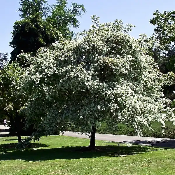 Foto de Chionanthus retusus (Chionanthus retususs)
