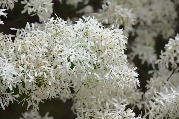 Foto de Chionanthus retusus (Chionanthus retususs)