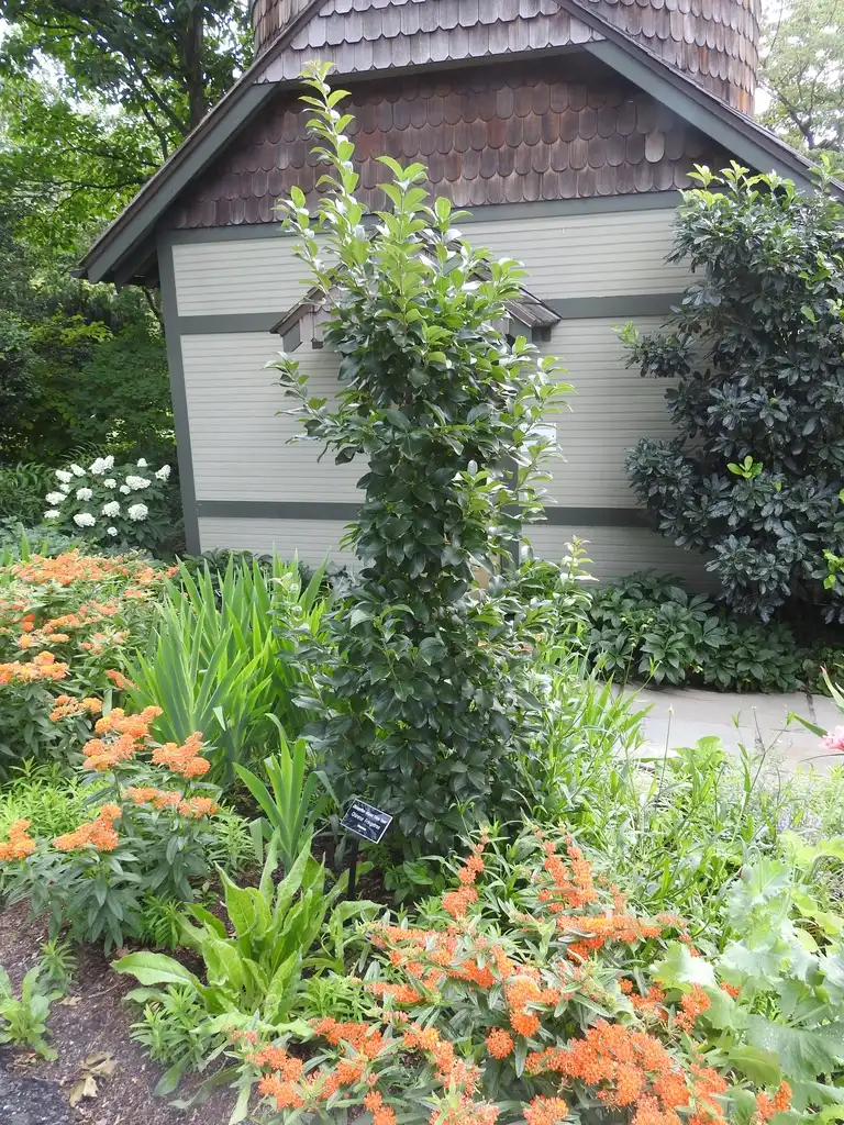Foto de Chionanthus retusus - Chionanthus retusus 'Tokyo Tower' form:Kathleen Moore
