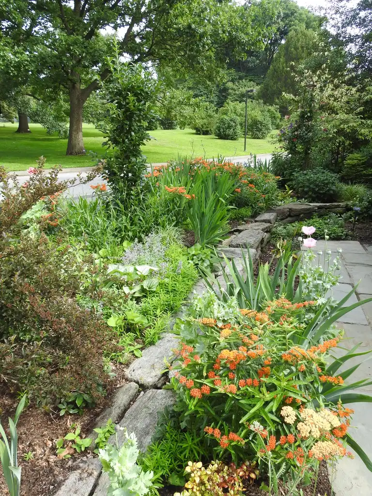 Foto de Chionanthus retusus - Chionanthus retusus 'Tokyo Tower' upright element perennial bed:Kathleen Moore