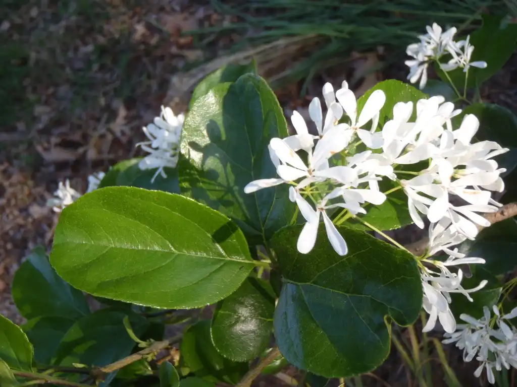 Foto de Chionanthus retusus - 'Tokyo Tower' Flower and Leaves:Jim Robbins