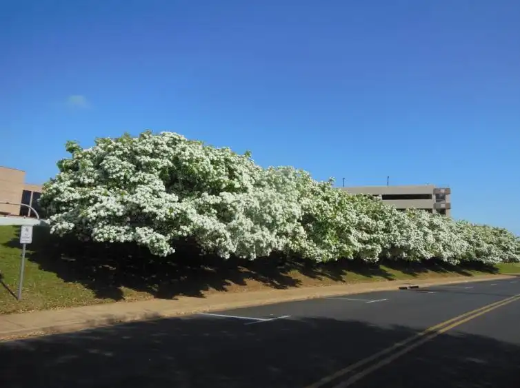 Foto de Chionanthus retusus - Tree Line:Jim Robbins