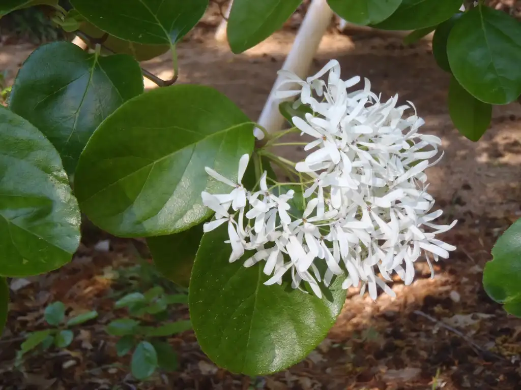 Foto de Chionanthus retusus - Flower and Leaves:Jim Robbins