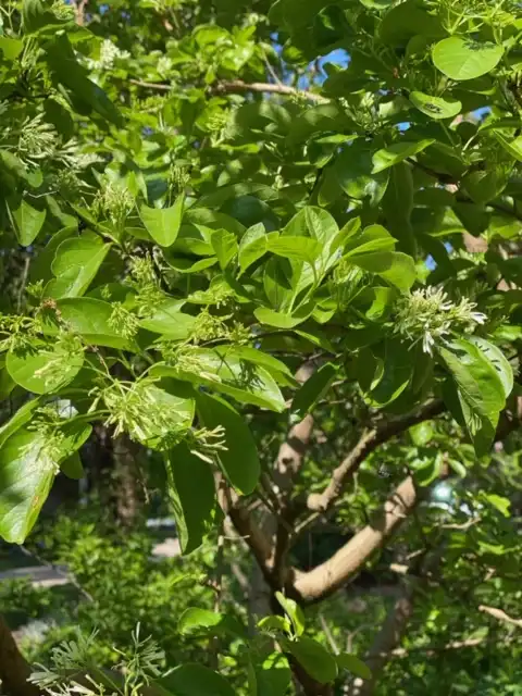 Foto de Chionanthus retusus - Leaves and Flower Close-Up (Davidson County, NC)-April:Kathy Sill