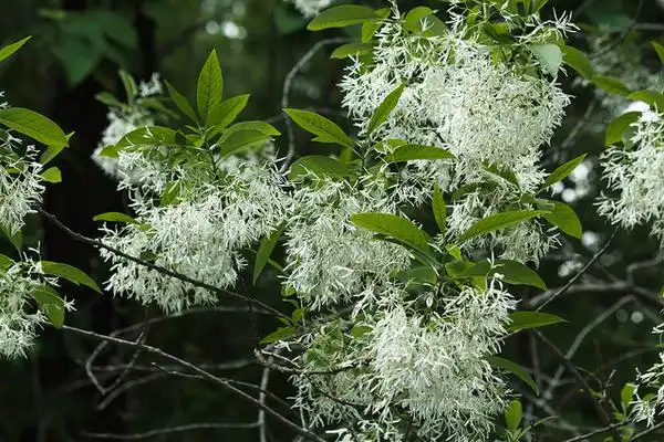 Photo of Chionanthus virginicus (Chionanthus virginicuss)