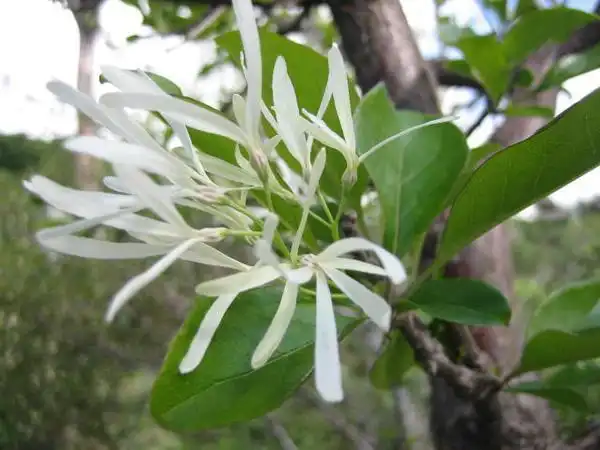 Photo of Chionanthus virginicus (Chionanthus virginicuss)