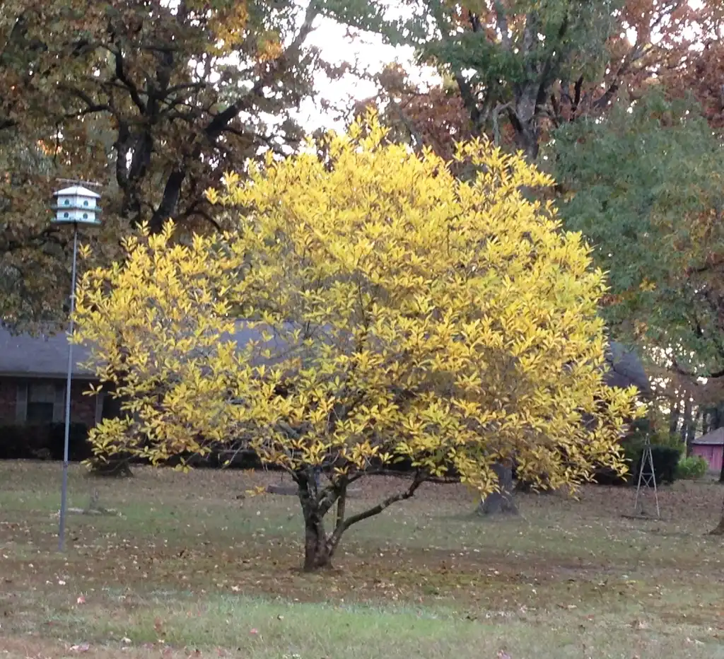 Photo of Chionanthus virginicus - Fall Color Form:Jim Robbins
