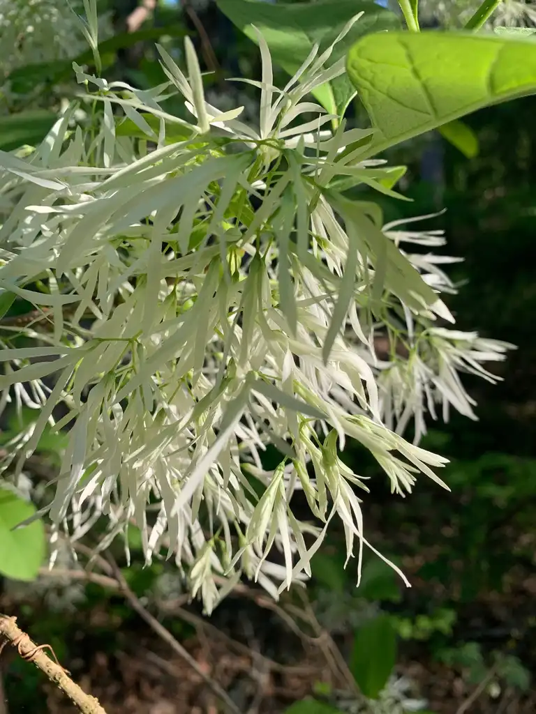 Photo of Chionanthus virginicus - Flowers (Union County,NC)-Spring:Kristyna Culp