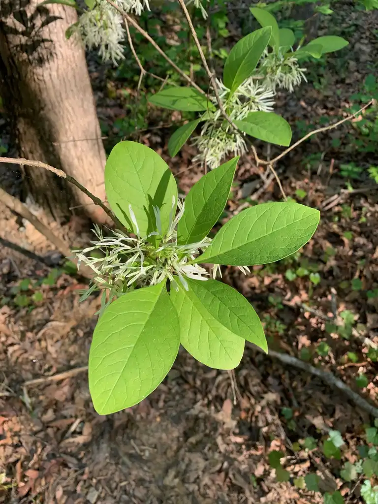 Photo of Chionanthus virginicus - Leaves (Union County,NC)-Spring:Kristyna Culp