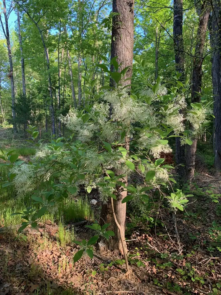 Photo of Chionanthus virginicus - Tree (Union County,NC)-Spring:Kristyna Culp