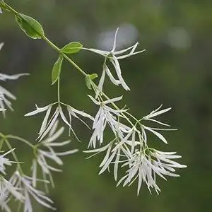 Photo of Chionanthus virginicus - Bloom detail:Debbie Roos