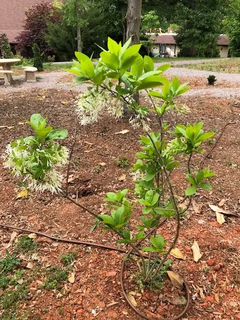 Photo of Chionanthus virginicus - Young plant in flower (April). Can be seen at the Michael McCarthy Memorial Garden, Concord, NC:Mark Robinson