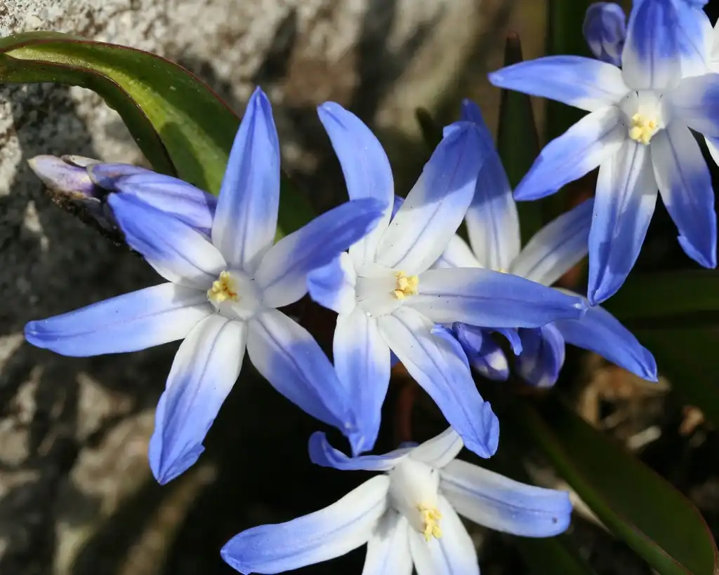 Фото Chionodoxa luciliae (Chionodoxa luciliaes)
